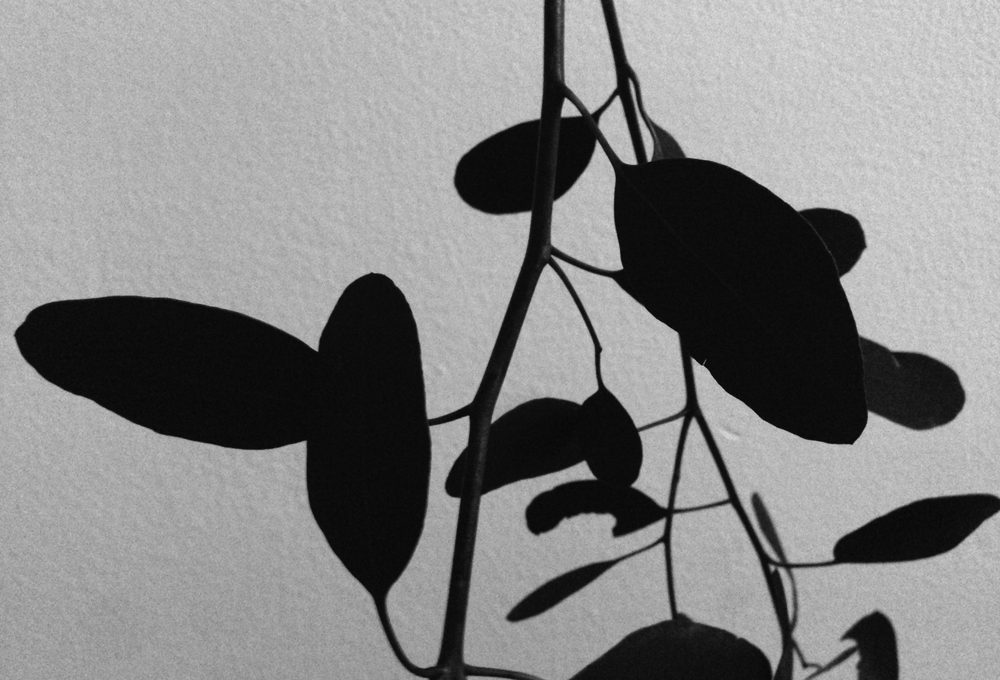 Eukalyptus Schatten schwarz weiß