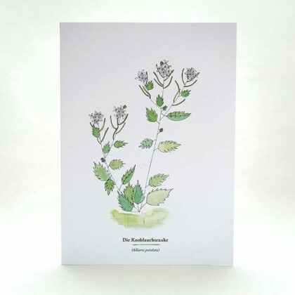 Wegesrandkraeuterkarte Knoblauchsrauke für die Kräuterwanderung | greeting card with wild herbs garlic mustard| studiokaramelo