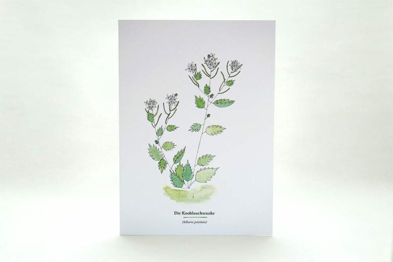 Wegesrandkraeuterkarte Knoblauchsrauke für die Kräuterwanderung | greeting card with wild herbs garlic mustard| studiokaramelo