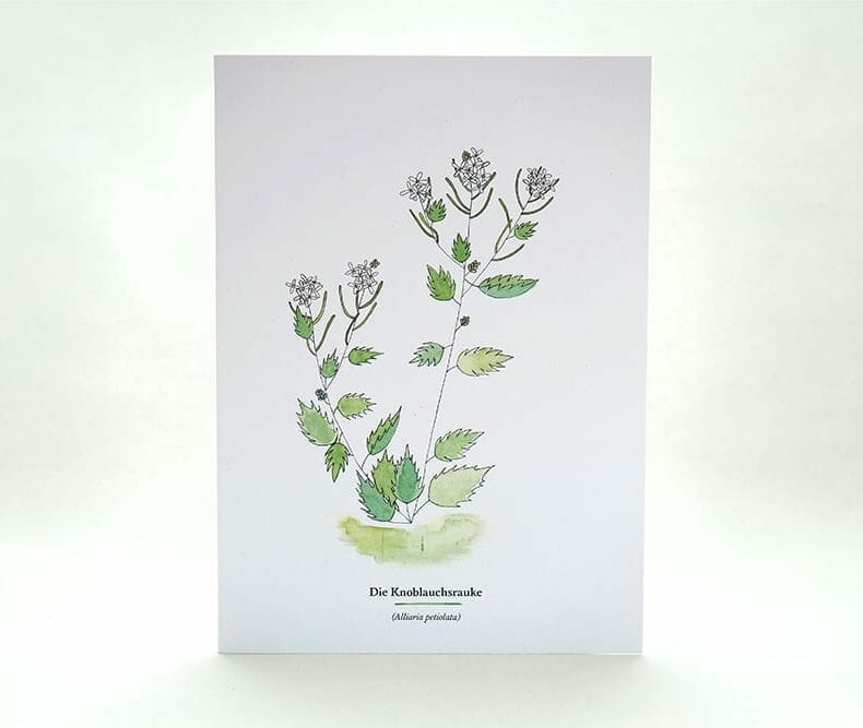 Wegesrandkraeuterkarte Knoblauchsrauke für die Kräuterwanderung | greeting card with wild herbs garlic mustard| studiokaramelo