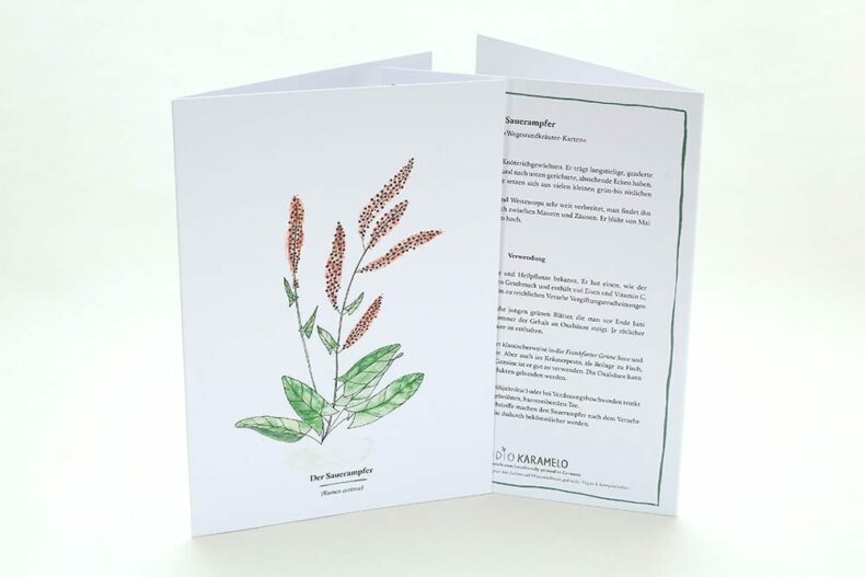 Wegesrandkraeuterkarte Sauerampfer für die Kräuterwanderung | greeting card with wild herbs common sorrel| studiokaramelo
