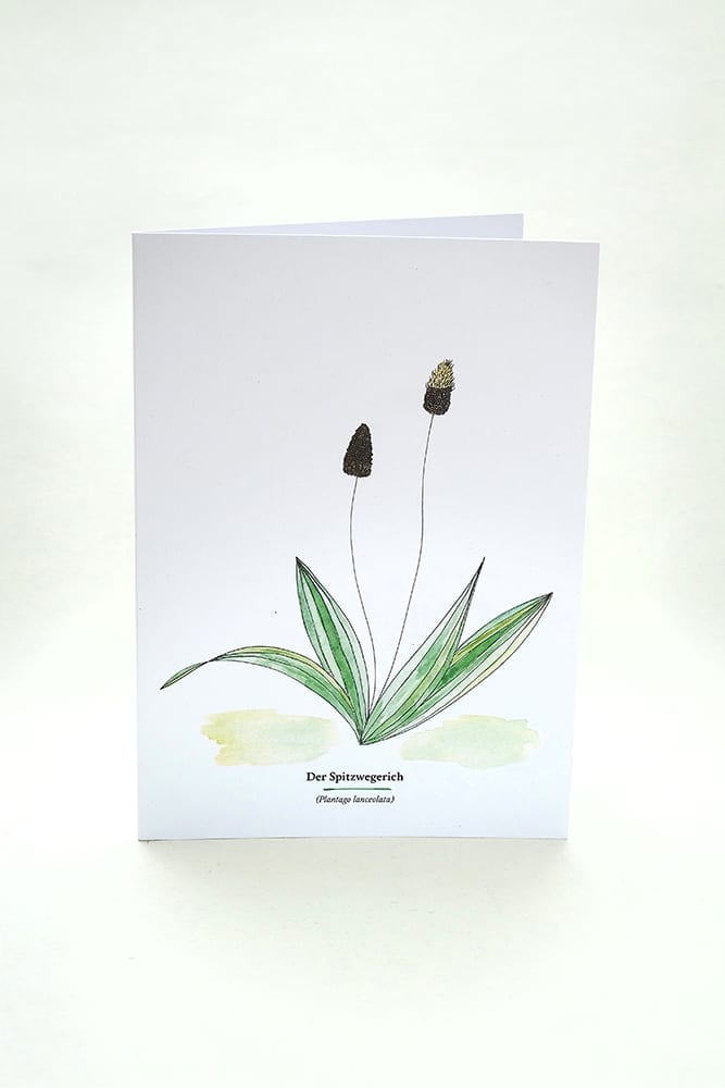 Wegesrandkraeuterkarte Spitzwegerich für die Kräuterwanderung | greeting card with wild herbs ribworth| studiokaramelo