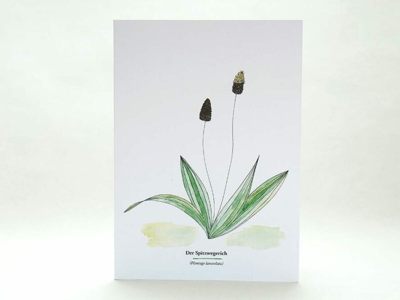Wegesrandkraeuterkarte Spitzwegerich für die Kräuterwanderung | greeting card with wild herbs ribworth| studiokaramelo