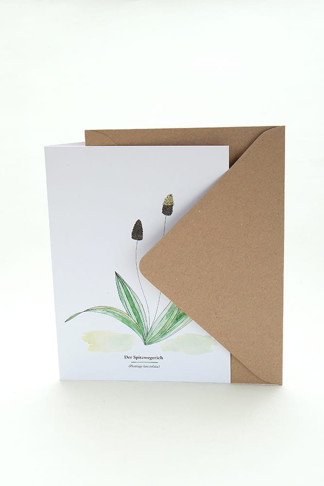 Wegesrandkraeuterkarte Spitzwegerich für die Kräuterwanderung | greeting card with wild herbs ribworth| studiokaramelo