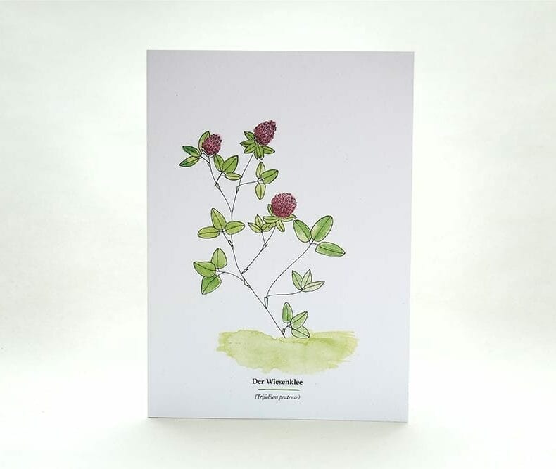 Wegesrandkraeuterkarte Wiesenklee für die Kräuterwanderung | greeting card with wild herbs red clover| studiokaramelo