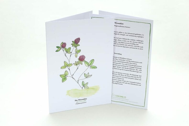 Wegesrandkraeuterkarte Wiesenklee für die Kräuterwanderung | greeting card with wild herbs red clover| studiokaramelo