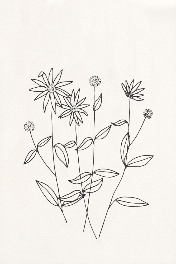 florale Illustration, Topinambur, botanische Illustration | STUDIO KARAMELO