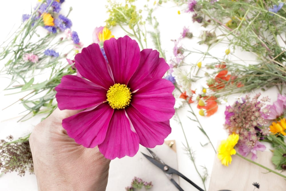 Wie presst man Blumen, Anleitung | STUDIO KARAMELO