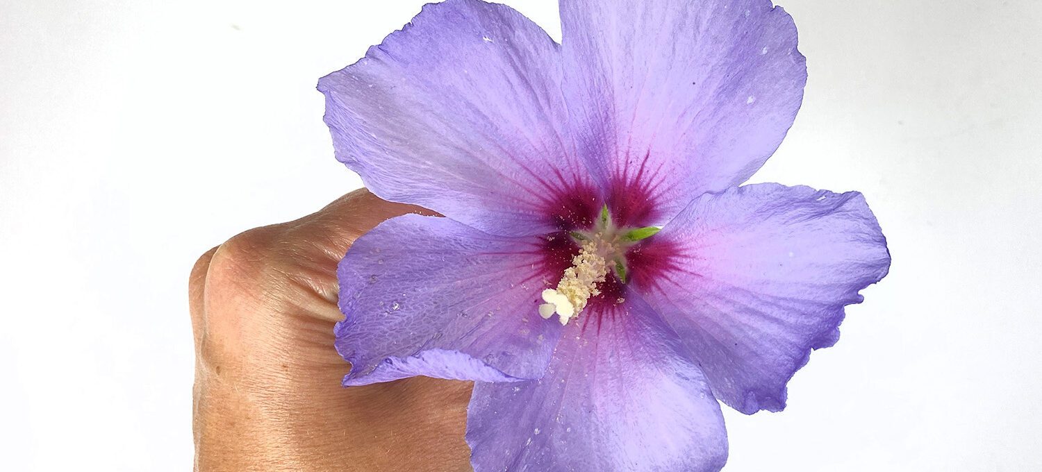 Zarte Blumen pressen: Hibsikusblüte