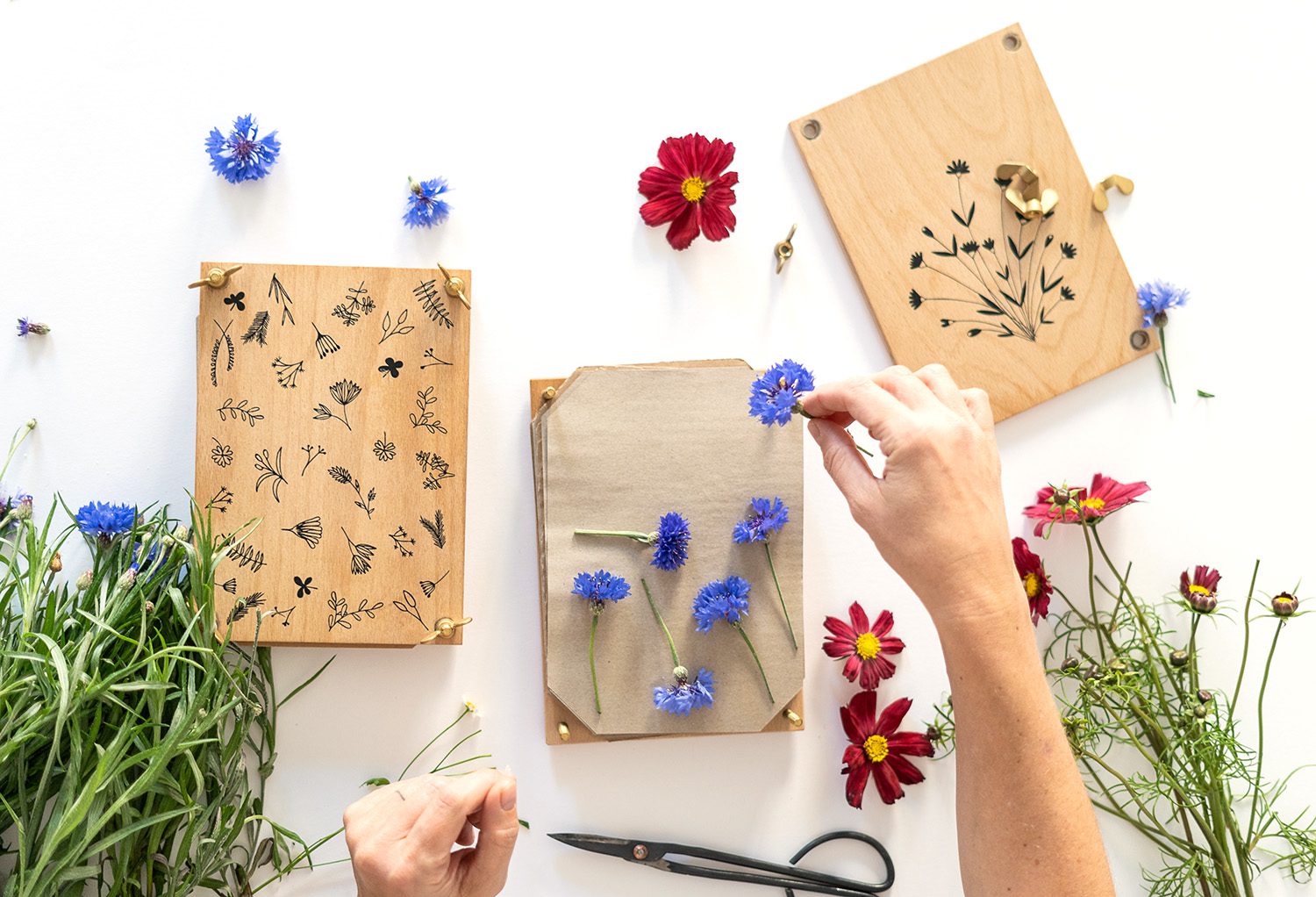 Kornblumen in die Blumenpresse legen | Methoden zum Blumenpressen